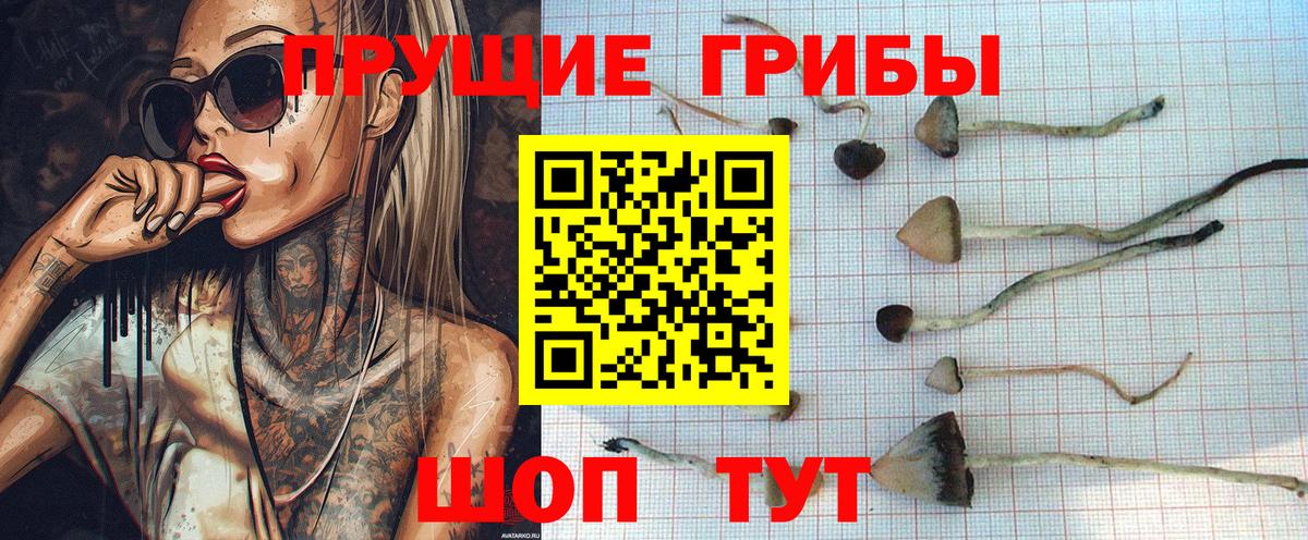 цены   Ярославль  Галлюциногенные грибы Cubensis  Псилоцибиновые грибы Psilocybe 