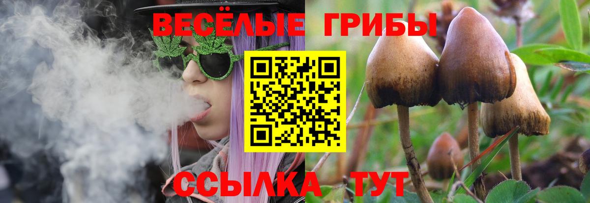 Галлюциногенные грибы Psilocybe Ярославль